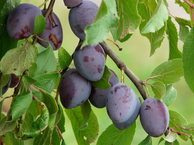 prunes